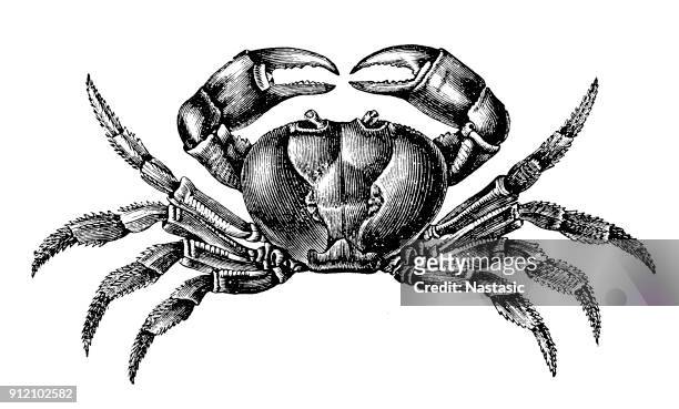 ilustraciones, imágenes clip art, dibujos animados e iconos de stock de cangrejo de tierra negra, gecarcinus ruricola - crab