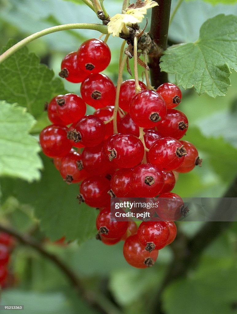 Organic redcurrants ready to be picked
