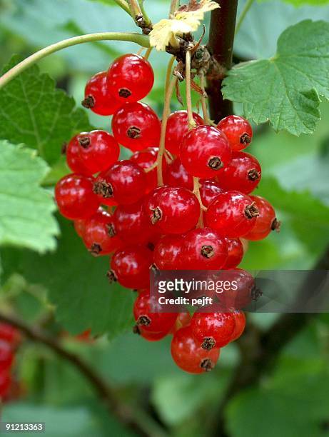 organic redcurrants ready to be picked - pejft stock pictures, royalty-free photos & images