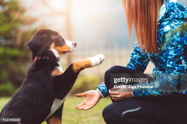 aquí tienes humano, usted puede tener mi pata - cachorro perro fotografías e imágenes de stock