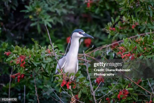 black-crowned night heron in an invasive species brazilian pepper tree at venice rookery, venice, florida - brazilian pepper tree stock pictures, royalty-free photos & images