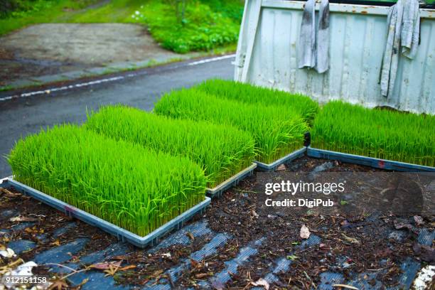 rice seedlings in tray on a small truck - daigo ibaraki stock pictures, royalty-free photos & images