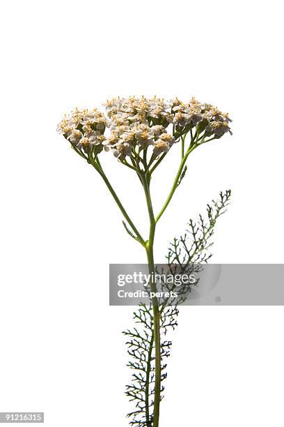 milenrama - flor silvestre fotografías e imágenes de stock