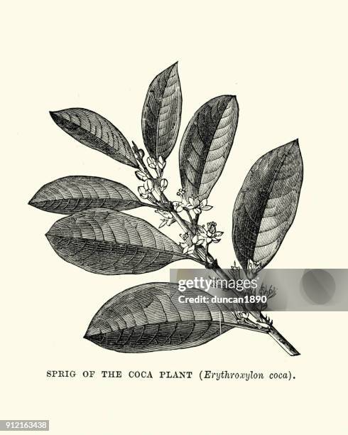 zweig der coca-pflanze erythroxylum coca - coca stock-grafiken, -clipart, -cartoons und -symbole