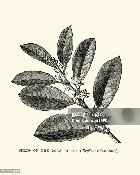 stockillustraties, clipart, cartoons en iconen met takje van de coca-plant, erythroxylum coca - coca