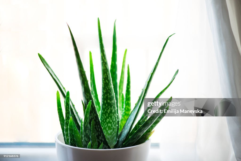 Aloe Vera plant in white flowerpot