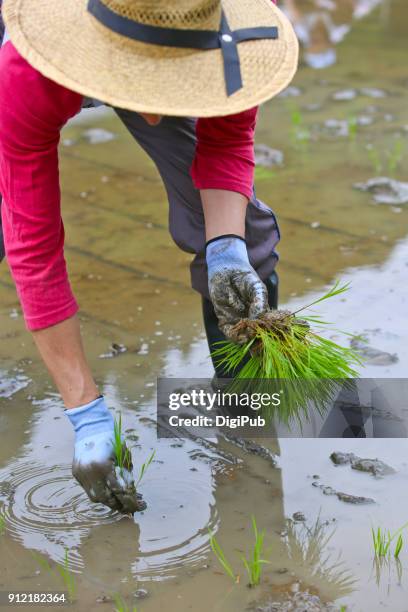 man bends planting rice seedlings in rice paddy - daigo ibaraki stock pictures, royalty-free photos & images