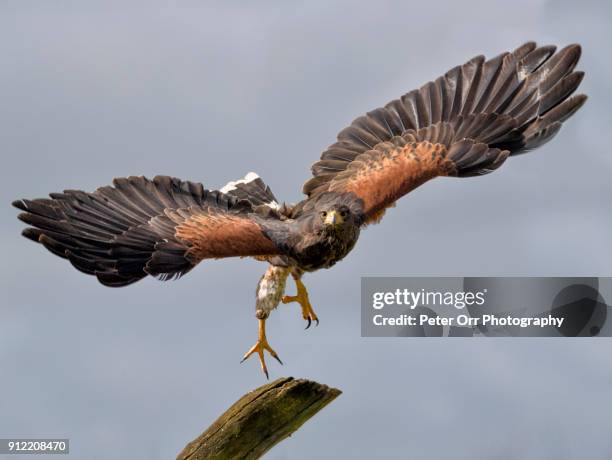 harris hawk in flight - harris hawk stock pictures, royalty-free photos & images