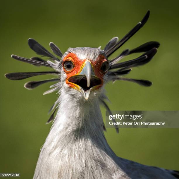 Secretary Bird Rsa 1,949 The Secretary Bird Stock Photos, High-Res Pictures, and Images ...