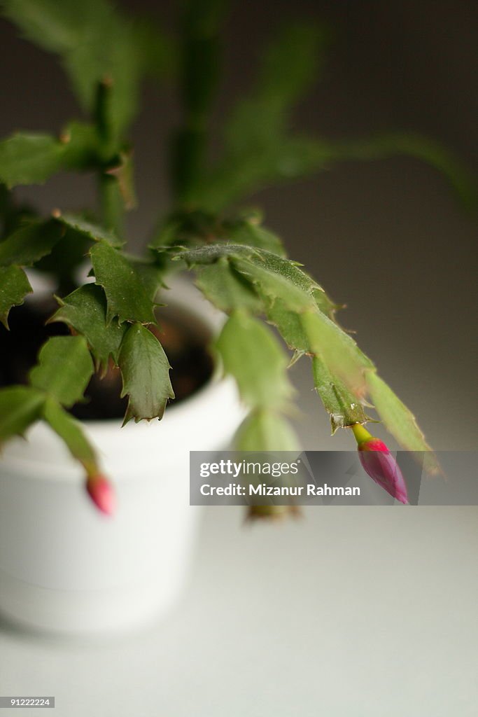 Potted Christmas Cactus