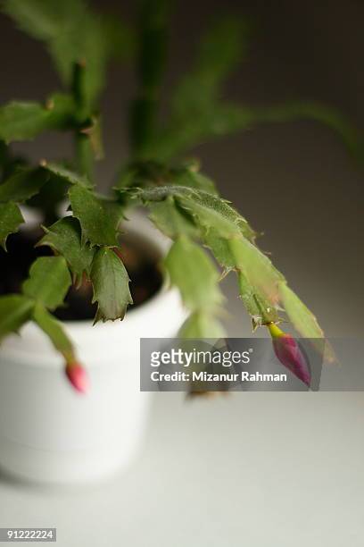 potted christmas cactus - christmas cactus stock pictures, royalty-free photos & images
