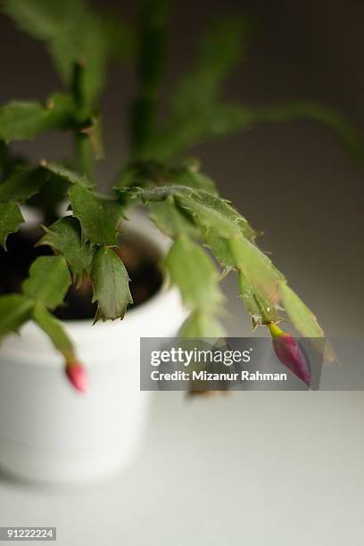 potted christmas cactus - mizanur rahman bildbanksfoton och bilder