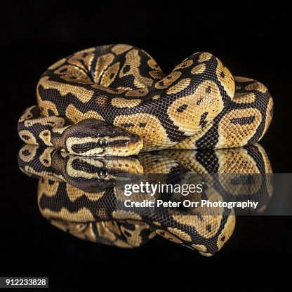 A Royal Python with Reflection A Royal Python with Reflection