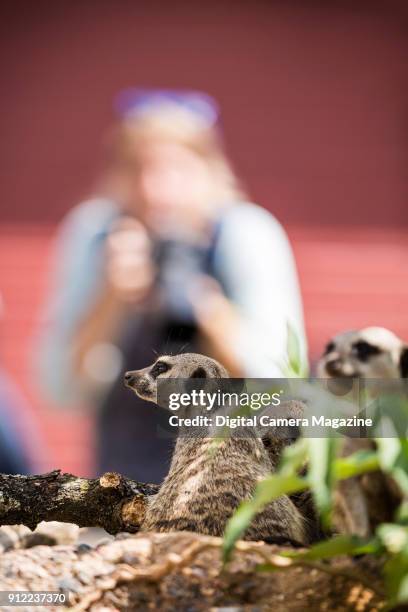 Group of meerkats at Marwell Zoo in Hampshire, taken on August 4, 2016.