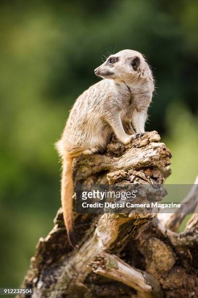 Meerkat at Marwell Zoo in Hampshire, taken on August 4, 2016.