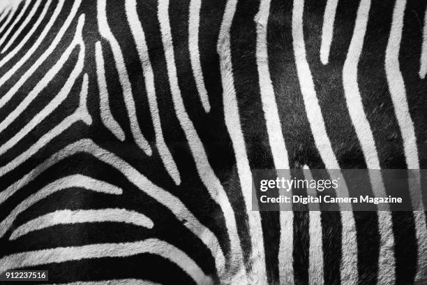 Close up detail of the black and white stripes on a Grevy's zebra photographed at Marwell Zoo, taken on August 4, 2016.