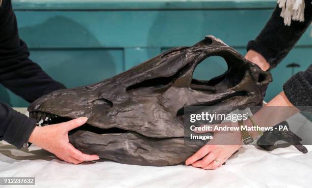 Lorraine Cornish, head of conservation at the Natural History Museum and conservator Nikki Harrison pick up the skull of the museum's Diplodocus...