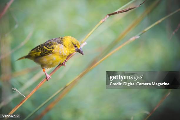 Female village weaver photographed at Marwell Zoo, taken on August 4, 2016.