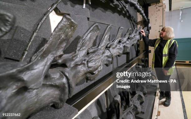 Lorraine Cornish, head of conservation at the Natural History Museum, inspects the tail section of the museum's Diplodocus skeleton cast, known as...