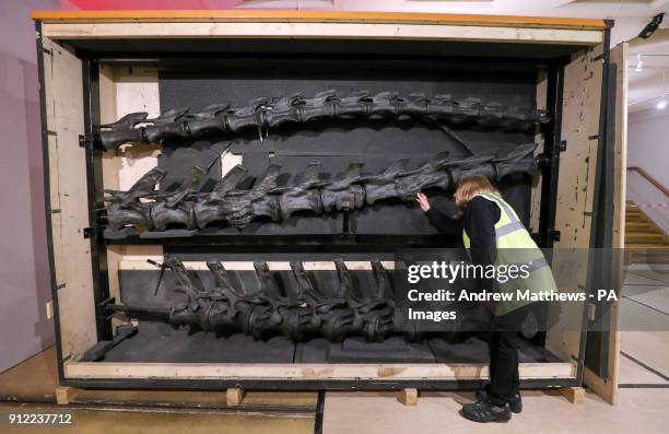 Lorraine Cornish, head of conservation at the Natural History Museum, inspects the tail section of the museum's Diplodocus skeleton cast, known as...