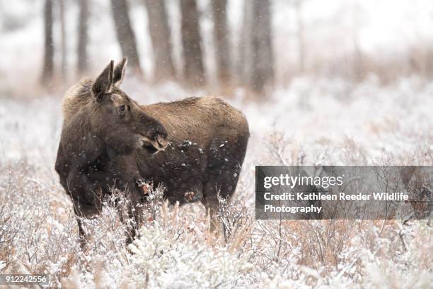 moose - white moose stock pictures, royalty-free photos & images