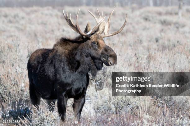 moose - white moose stock pictures, royalty-free photos & images