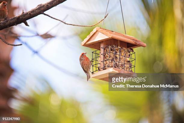house finch on backyard suet feeder - bird feeder stock pictures, royalty-free photos & images