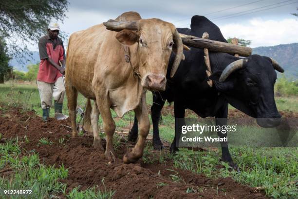 bois de arado - ox oxen - fotografias e filmes do acervo