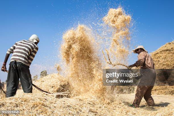 manual threshing of barley - barley stock pictures, royalty-free photos & images