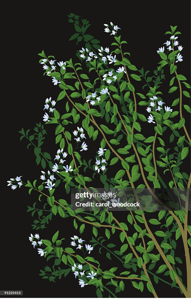 Flowering shrub