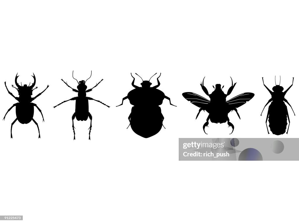 Insect Collection