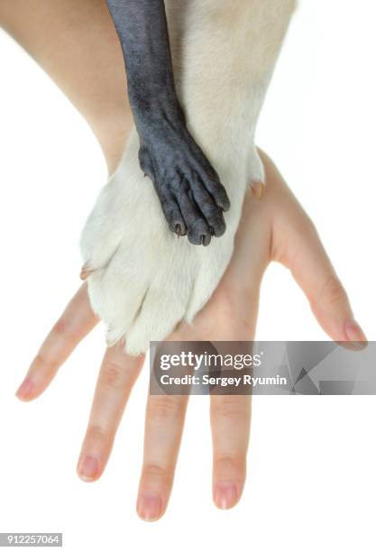 paws of a dog and a cat on top of a human hand. - garra fotografías e imágenes de stock