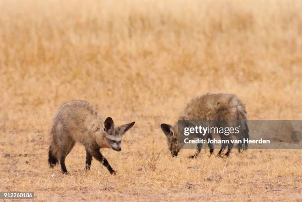 bat-eared foxes hunting - bat eared fox stock pictures, royalty-free photos & images