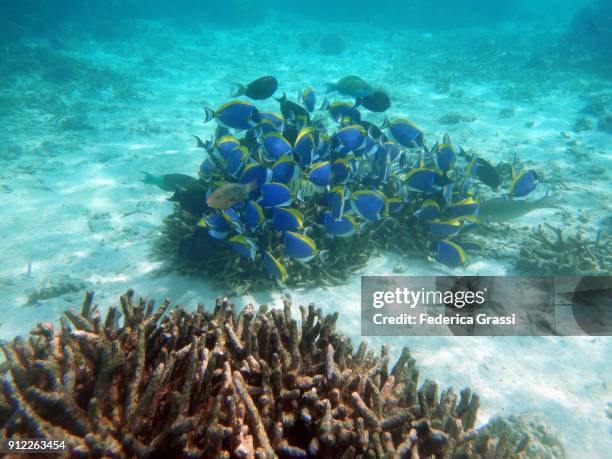 powderblue surgeonfish or blue tang fish (acanthurus leucosternon) - blue tang fish photos et images de collection