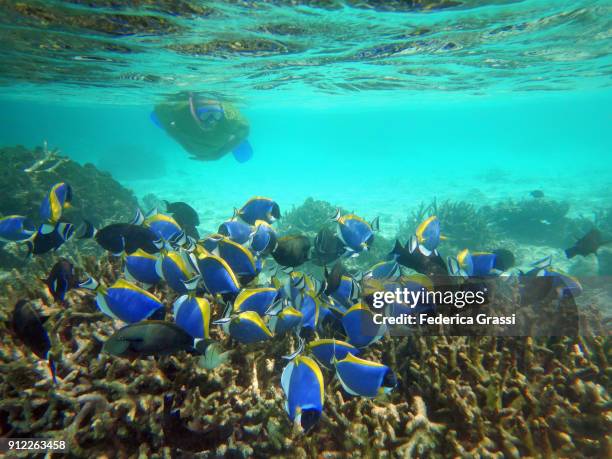 senior man swimming among powderblue surgeonfish (acanthurus leucosternon) - poisson chirurgien à poitrine blanche photos et images de collection