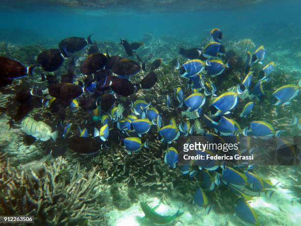 black indo-pacific surgeonfish and  powderblue surgeonfish - indo pacific ocean stock-fotos und bilder
