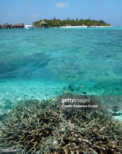 damselfish and sergeant major fish in maldivian lagoon - sergeant major fish stock pictures, royalty-free photos & images