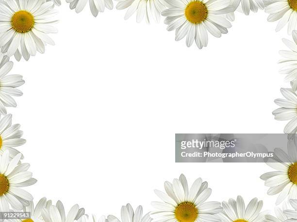 white daisy frame - frame border stockfoto's en -beelden