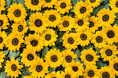 Sunflowers Agglomeration