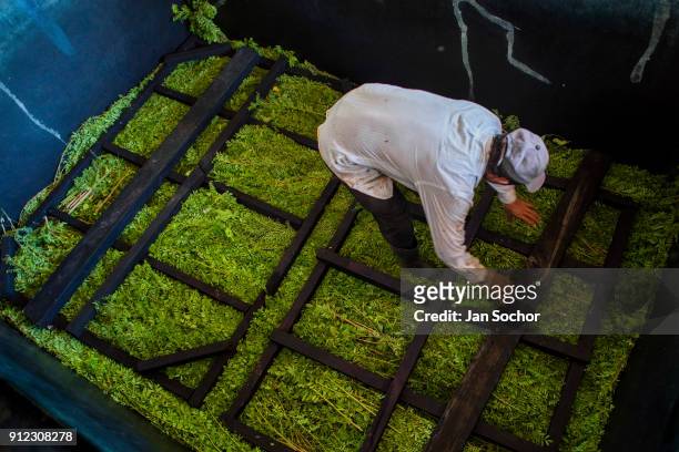 Salvadoran farm worker loads the leaves and branches of the indigo plants into a concrete tank to be soften at the semi-industrial manufacture near...