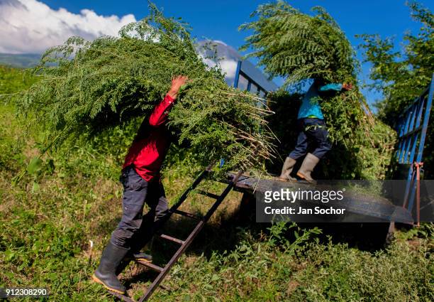 Salvadoran farm workers load piles of indigo plants onto a truck in the field near San Miguel, El Salvador on November 12, 2016. For centuries the...