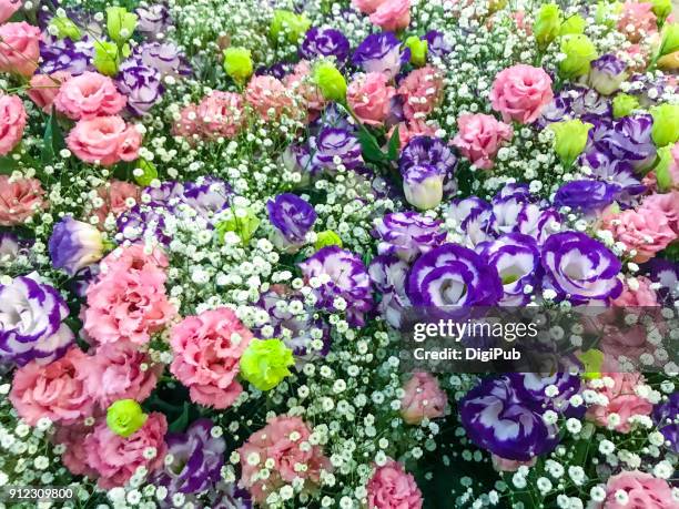 lisianthus, eustoma, texas bluebell, tulip gentian - lisianthus bildbanksfoton och bilder