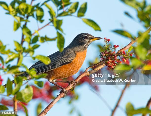 robin perched in a berry bush - tropical bush stockfoto's en -beelden
