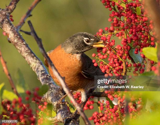 robin eating a berry - titusville florida stockfoto's en -beelden