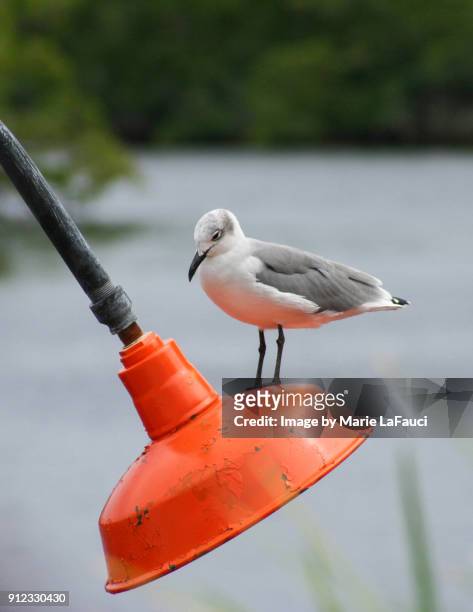 shorebird perched on a retro-style light fixture outside - tree chipping stock pictures, royalty-free photos & images
