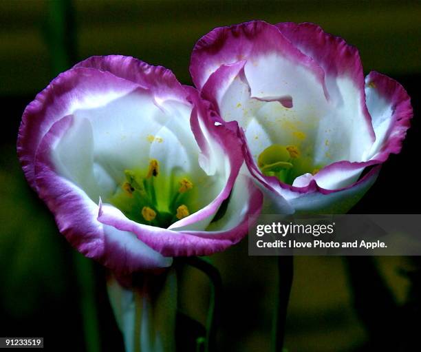 eustoma russellianum - eustoma russellianum stock-fotos und bilder