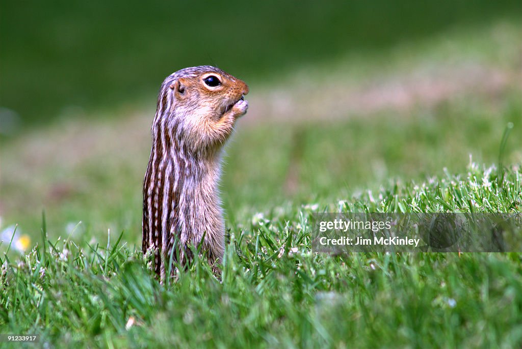 Thirteen-lined Ground Squirrel