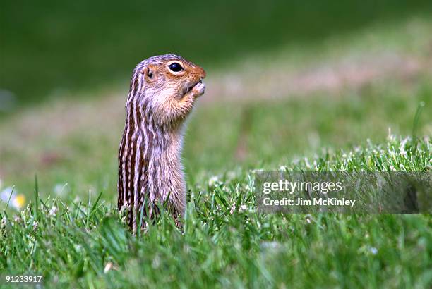 thirteen-lined ground squirrel - thirteen lined ground squirrel stock pictures, royalty-free photos & images