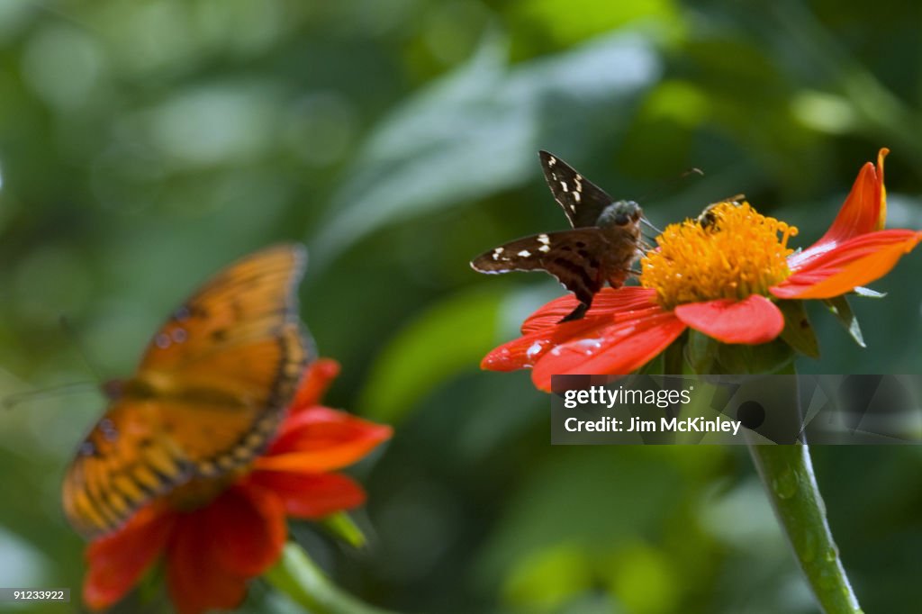 Long-tailed Skipper and Gulf Fritillary Butterfly