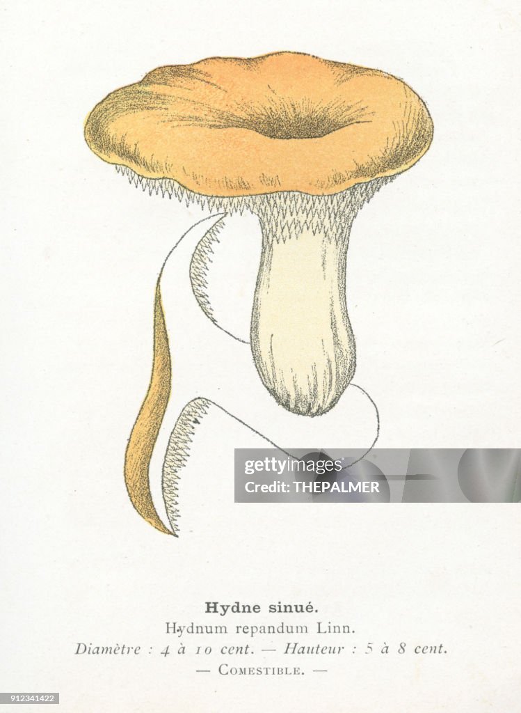 Hedgehog mushroom engraving 1895